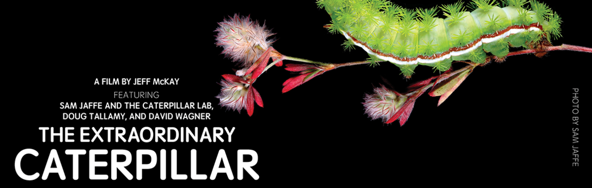 The Extraordinary Caterpillar