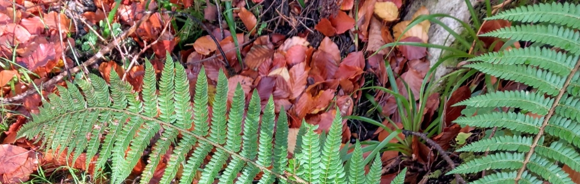 Soft-shield fern (Polystichum setiferum) and Great at Slish Wood, Co Sligo