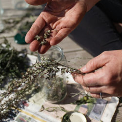 herbal medicine course