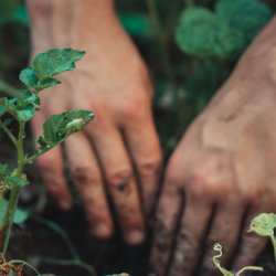herbal medicine course