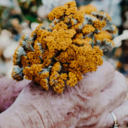 herbal medicine course