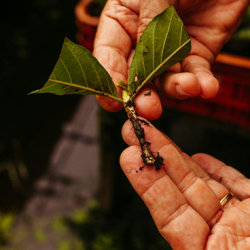 herbal medicine course