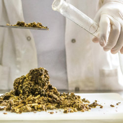 herbal medicine course