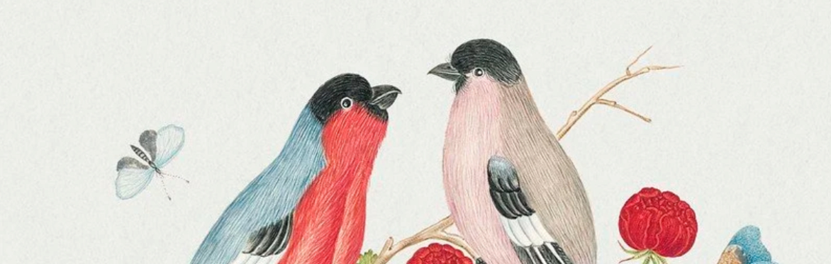 Vintage illustration of a pair of bullfinches perched amid red flowers with a butterfly