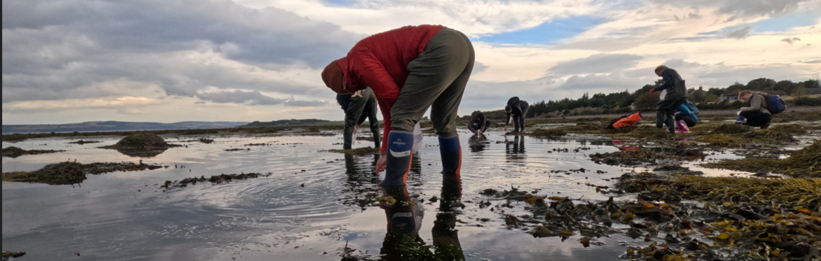 Seven people standing or crouching on a beach collecting seagrass seeds