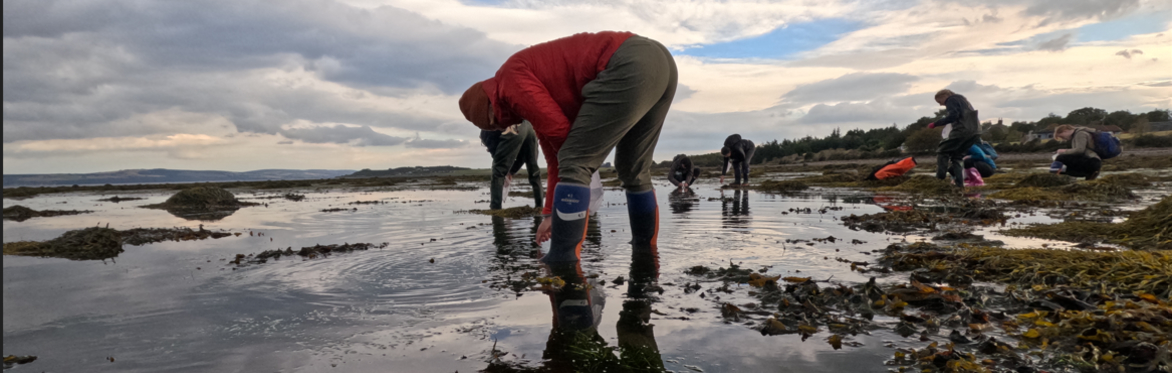 Seven people standing or crouching on a beach collecting seagrass seeds