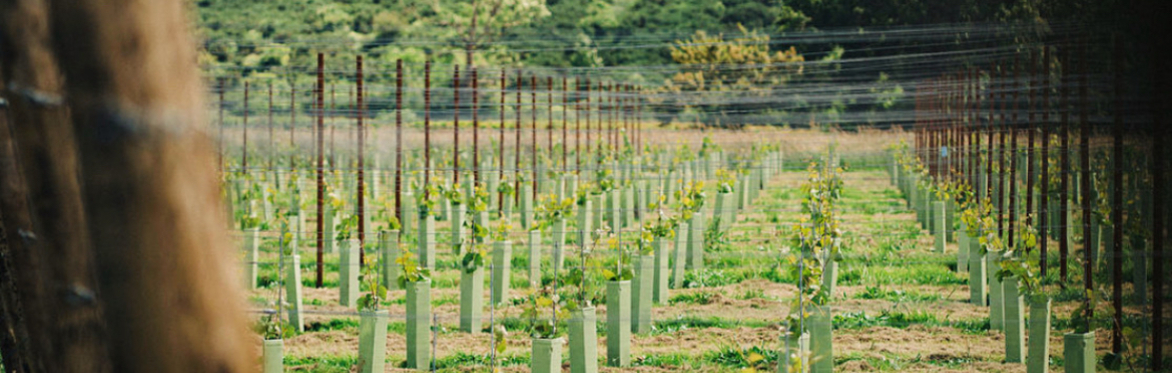 Thornfalcon Tour & Tasting