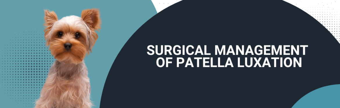 Surgical Management of Patella Luxation Workshop 2026
