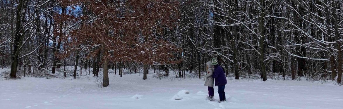 Winter Tree ID Walk