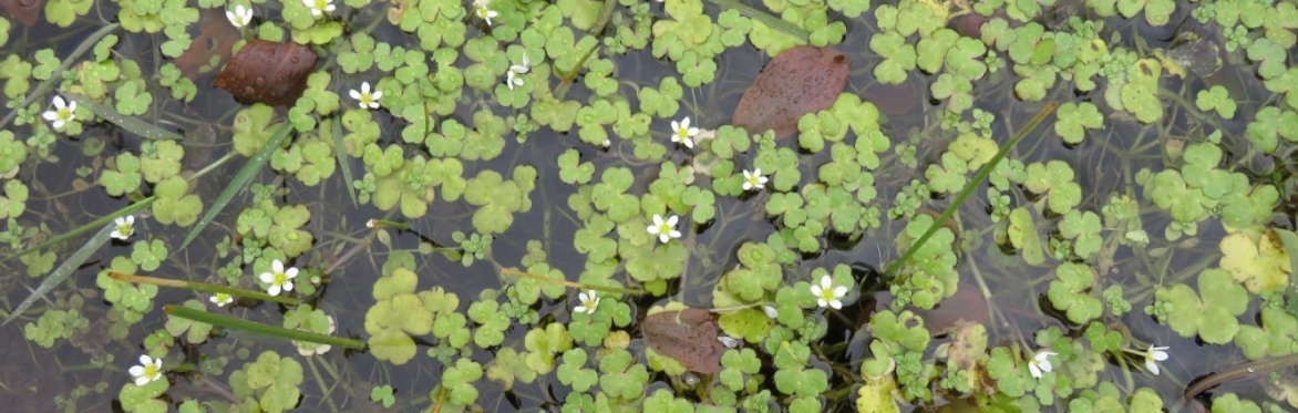 Targeted Aquatic Plant Project: Durnesh Lough, Co Donegal