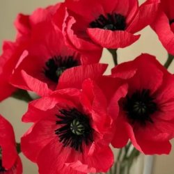 Remembrance Flower Making with Sophie Hebrard