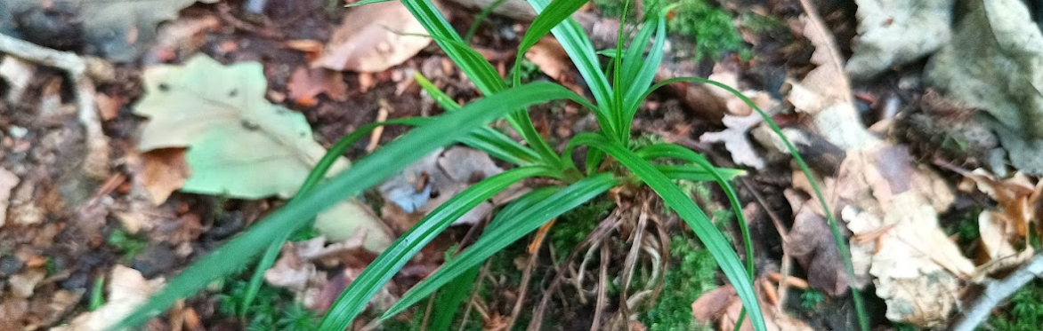 Botanical Skills NI: Challenge Your Botanical Skills with a practice FISC Session