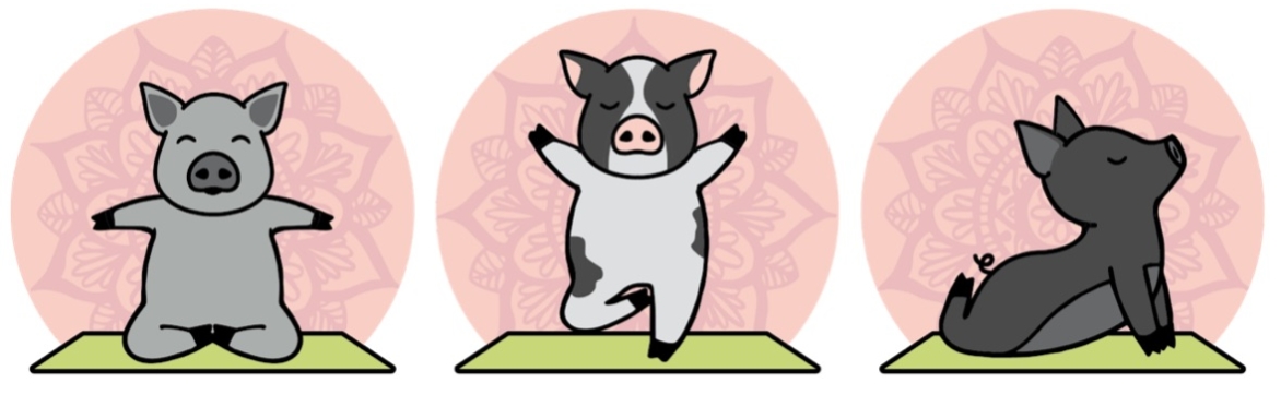 Pig Yoga