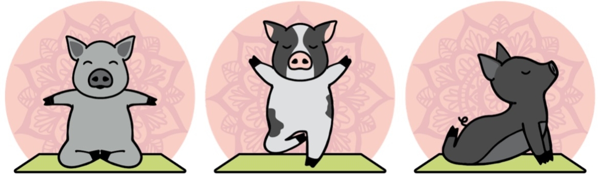 Pig Yoga