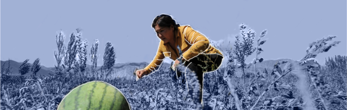 Image shows a woman crouching down in a field reaching for a fruit.
