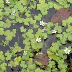 Targeted Aquatic Plant Project: Durnesh Lough, Co Donegal