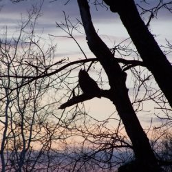 September 19, 2026 Owl Prowl