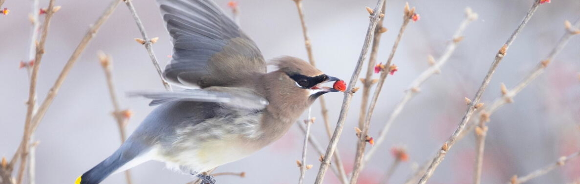Women in the Bird World with Susan Fox Rogers