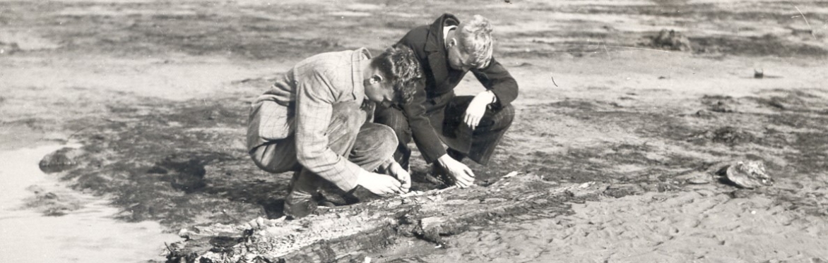 Coasts in Mind Hightown Prehistoric Forest Surveying