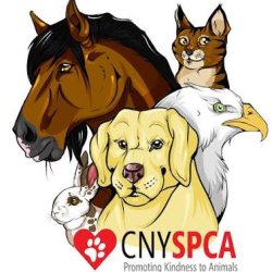 Professionals Under 40 Night at CNYSPCA