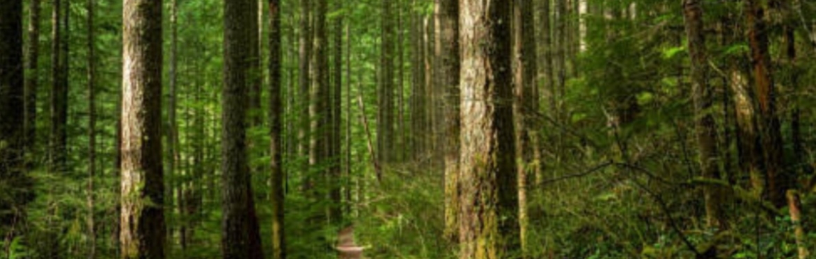 A path winding through trees into a forest