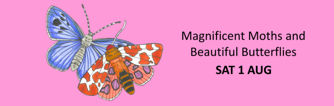 illustration of a moth and a butterfly