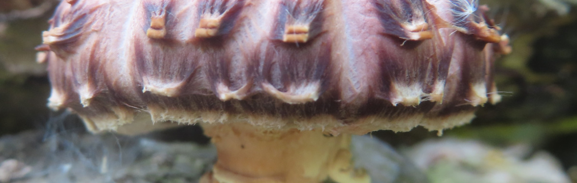Mushroom Log Growing Workshop