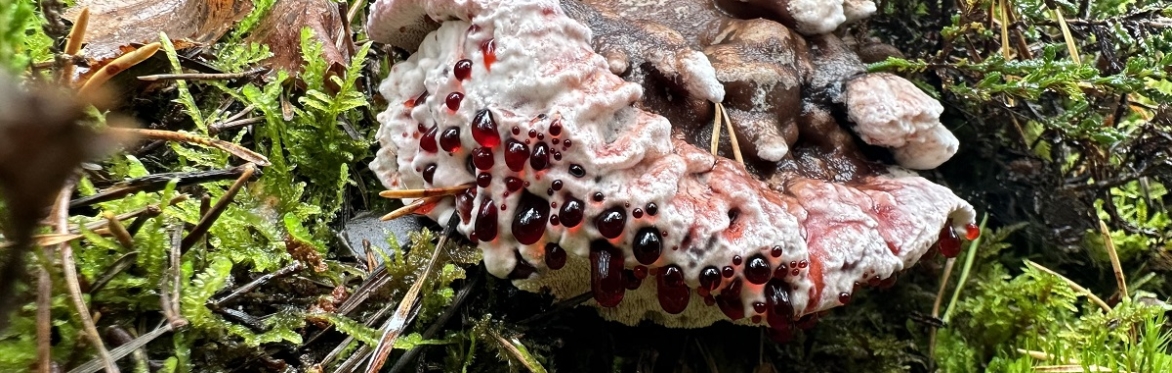 Buckinghamshire fabulous fungi guided walk