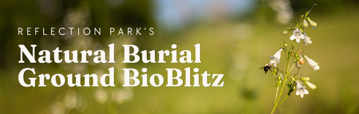 A banner image showing two bees visiting a flower with the words "Reflection Park's Natural Burial Ground BioBlitz