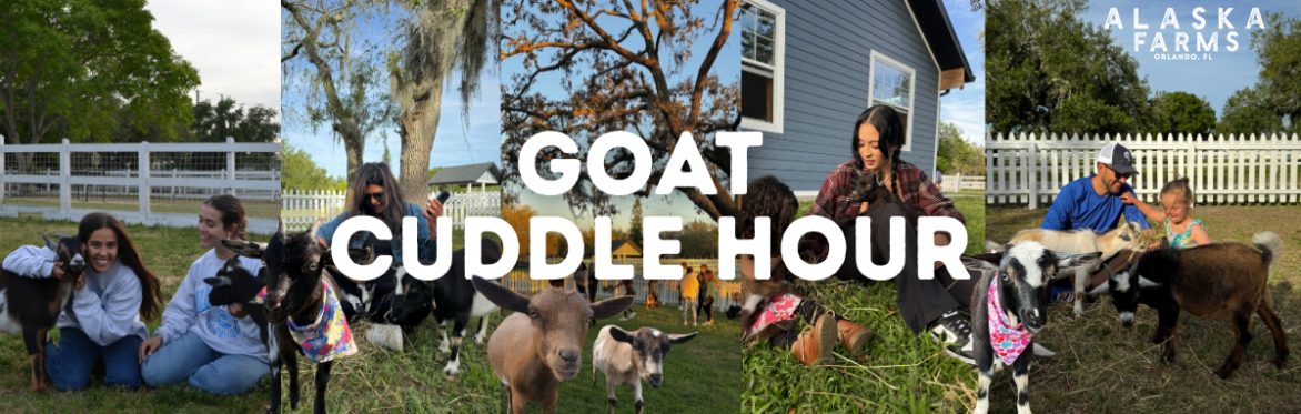 Goat Cuddle Hour