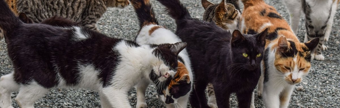 Humane Society of Huron Valley TNR Weekend Extravaganza