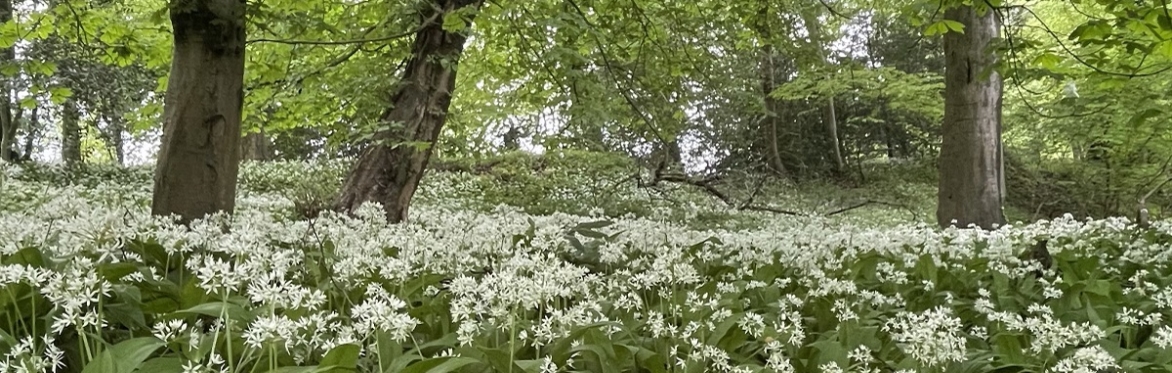 Staffordshire Spring Wild Food Foraging Course/Walk