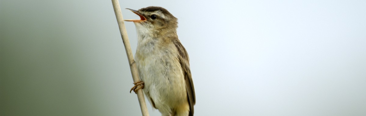 Heritage Week Event: Irish Birds at Risk