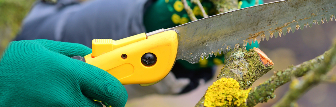Fall & Winter Pruning Class (Lake Oswego)