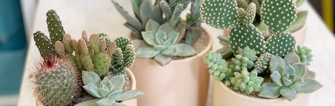 Desert Dish Garden Workshop