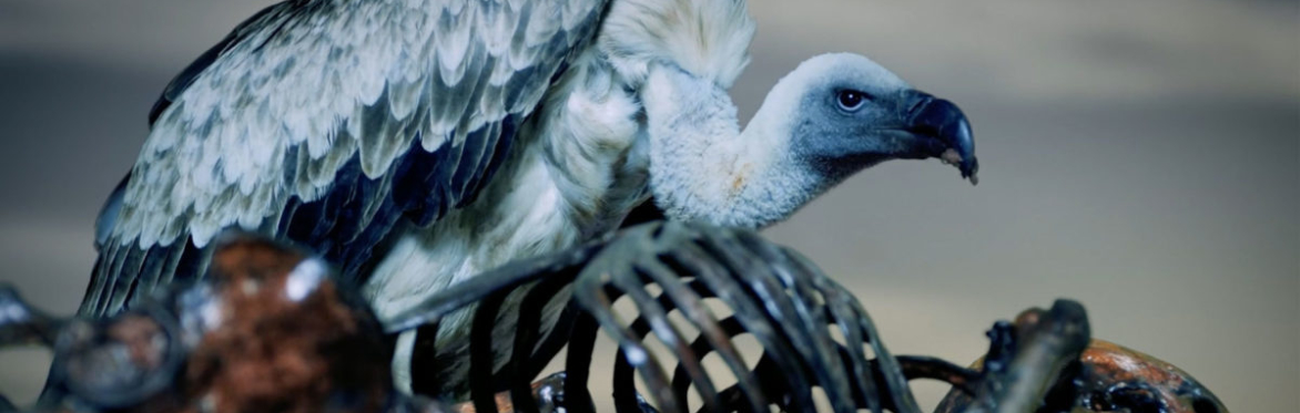 Sky Burial : Mat Collishaw Screening
