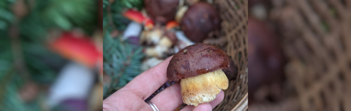 Mushroom Foraging Walk
