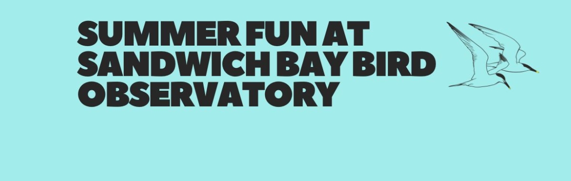Summer Fun at Sandwich Bay: Pond Dipping