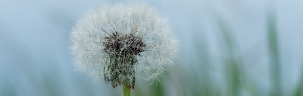 Your Nervous System on Nature