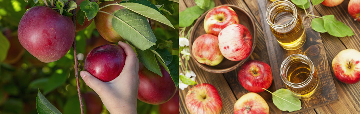 Fall Harvest with Teacher Debbie | Rosh Hashanah