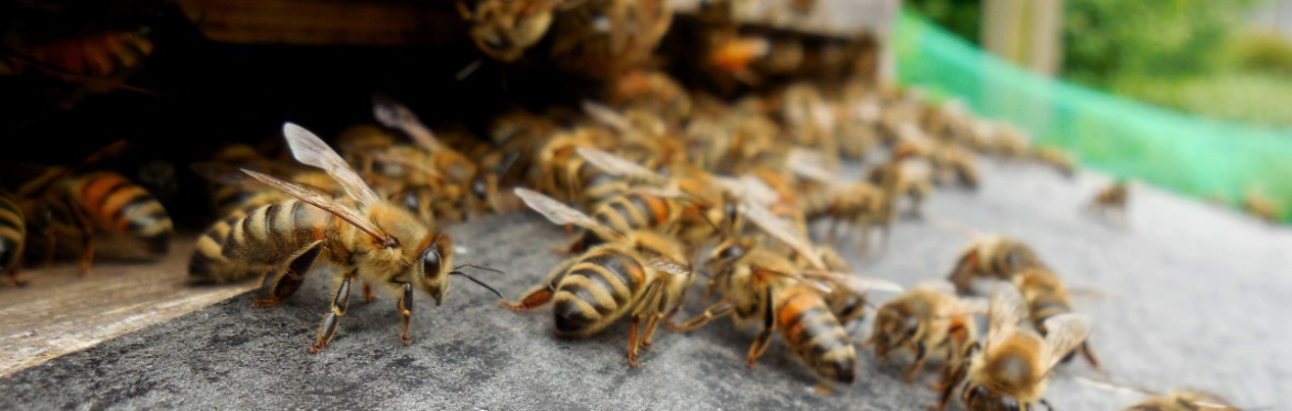 Busy Little Beekeepers - 4 to 8 year olds