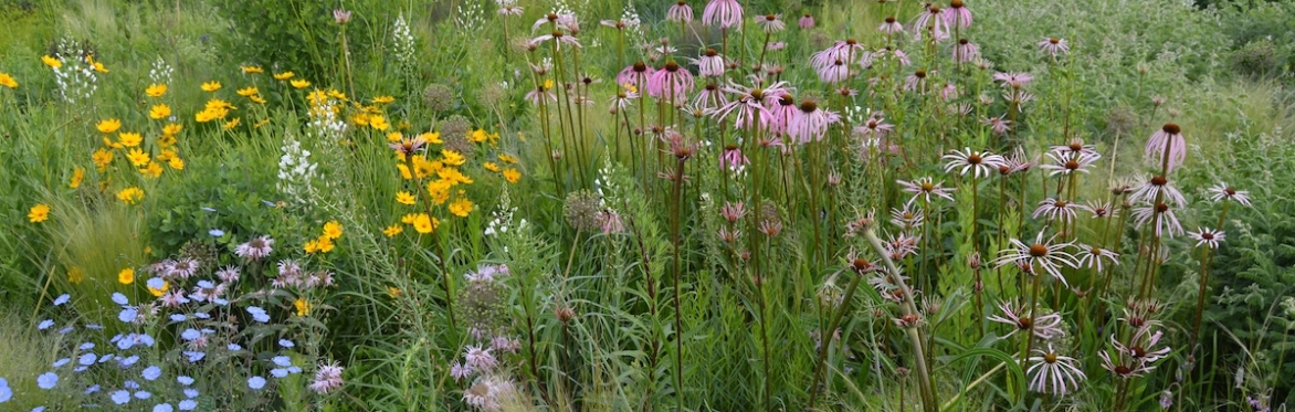 Naturalistic Planting Design Course - North Creek