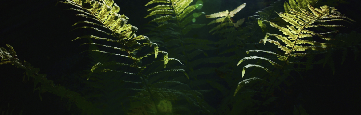 A Midsummer’s Phone Photography Workshop in The Plant Library