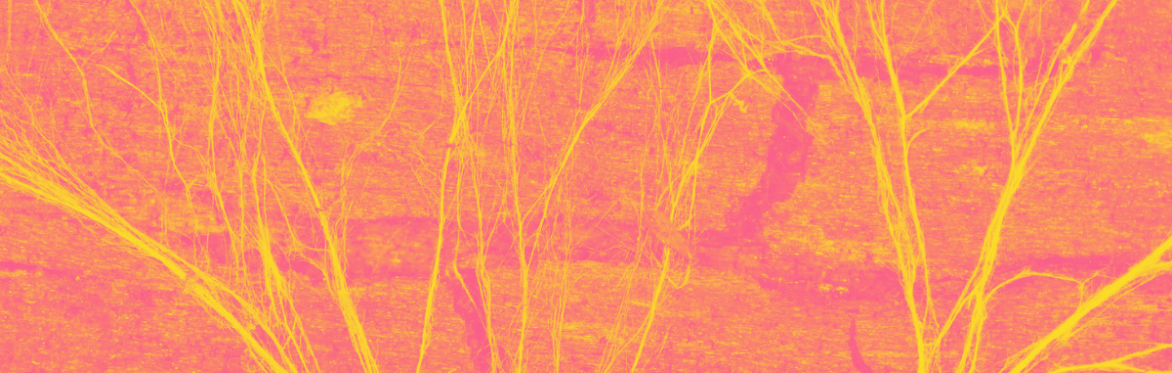 Seedling Series: Using AI to Augment Systems Change Practices
