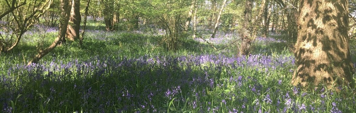 Warwickshire, Leamington Spa, Autumn Wild Food Foraging Course/Walk