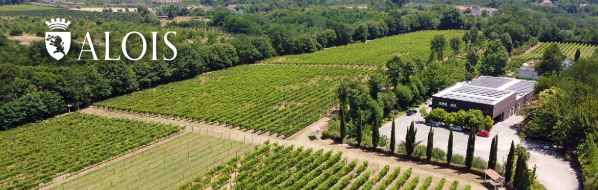 Friday Night Wine School - Massimo Alois of Cantine Alois in Campania