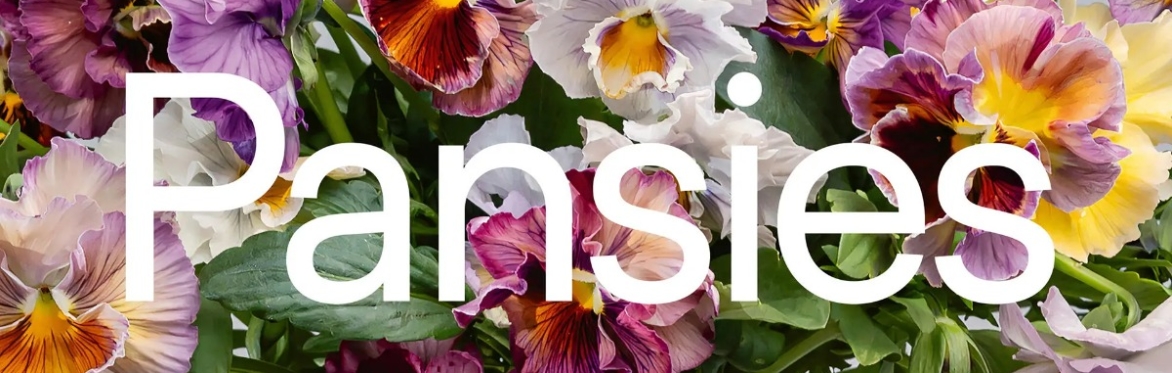 A Spring Pansy Party