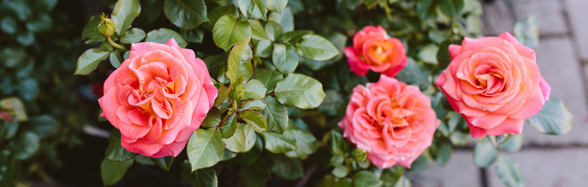 Portland Rose Society Pruning Clinic - Lake Oswego