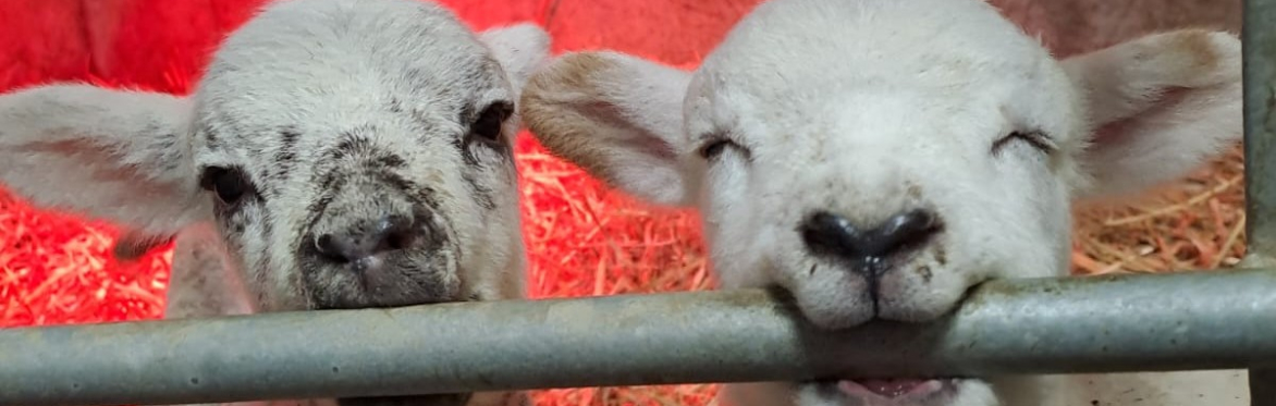 Lambs at Ouseburn Farm
