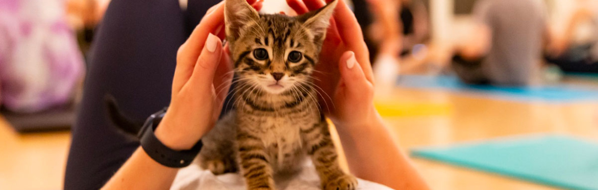 Edmonton Cat Fest Week - CAT YOGA  (Sunday, May 21, 2023 @ 12 to 1 p.m.)
